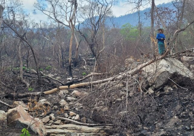 Before the fire: memories of a Pantanal in the midst of the fires