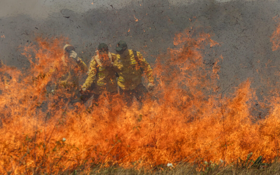 Dia do Cerrado: o berço das águas está em chamas