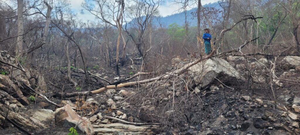 Antes do fogo: lembranças d’um Pantanal em meio às queimadas